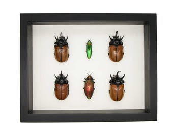 Cuadro decorativo de la colección Escarabajos (Arte de pared con insectos, número 507)