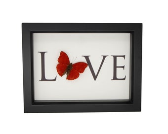 Real Framed Butterfly Design Love