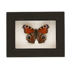 European Framed Butterfly Shadowbox Display 3.5x4.5