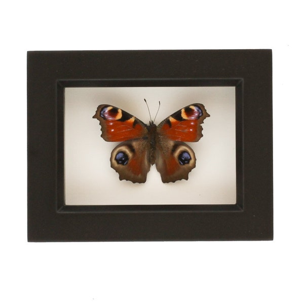 European Framed Butterfly Shadowbox Display 3.5x4.5
