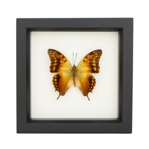 Butterfly Display Charaxes candiope Framed Insect Art image 3