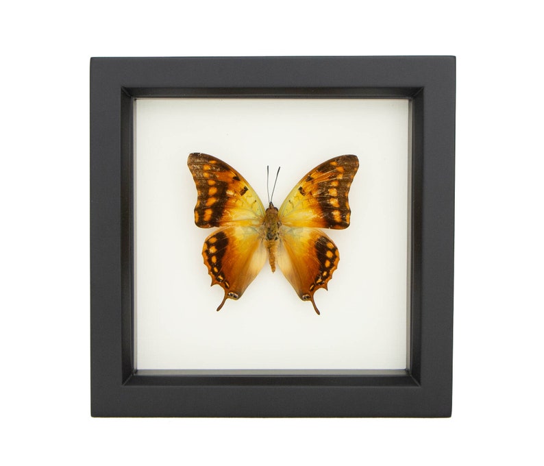 Butterfly Display Charaxes candiope Framed Insect Art image 3