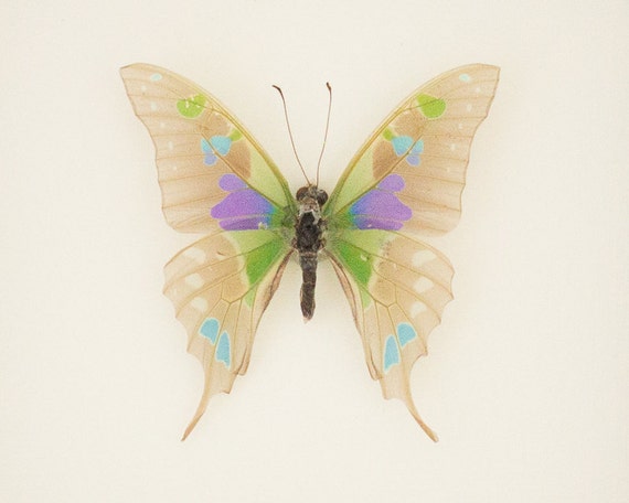 Real Framed Descaled Butterfly Skeleton Purple Mountain