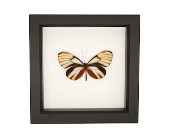 Mariposa auténtica con alas de cristal deslumbrantes, marco con protección UV de 6x6 pulgadas.