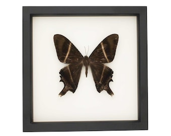 Framed Tropical Swallowtail Moth Display 9x9 UV Protected Shadowbox