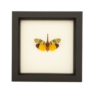 Framed Insect Lanternfly Fulgora viridirostris 6x6