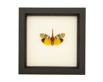 Framed Insect Lanternfly Fulgora viridirostris 6x6