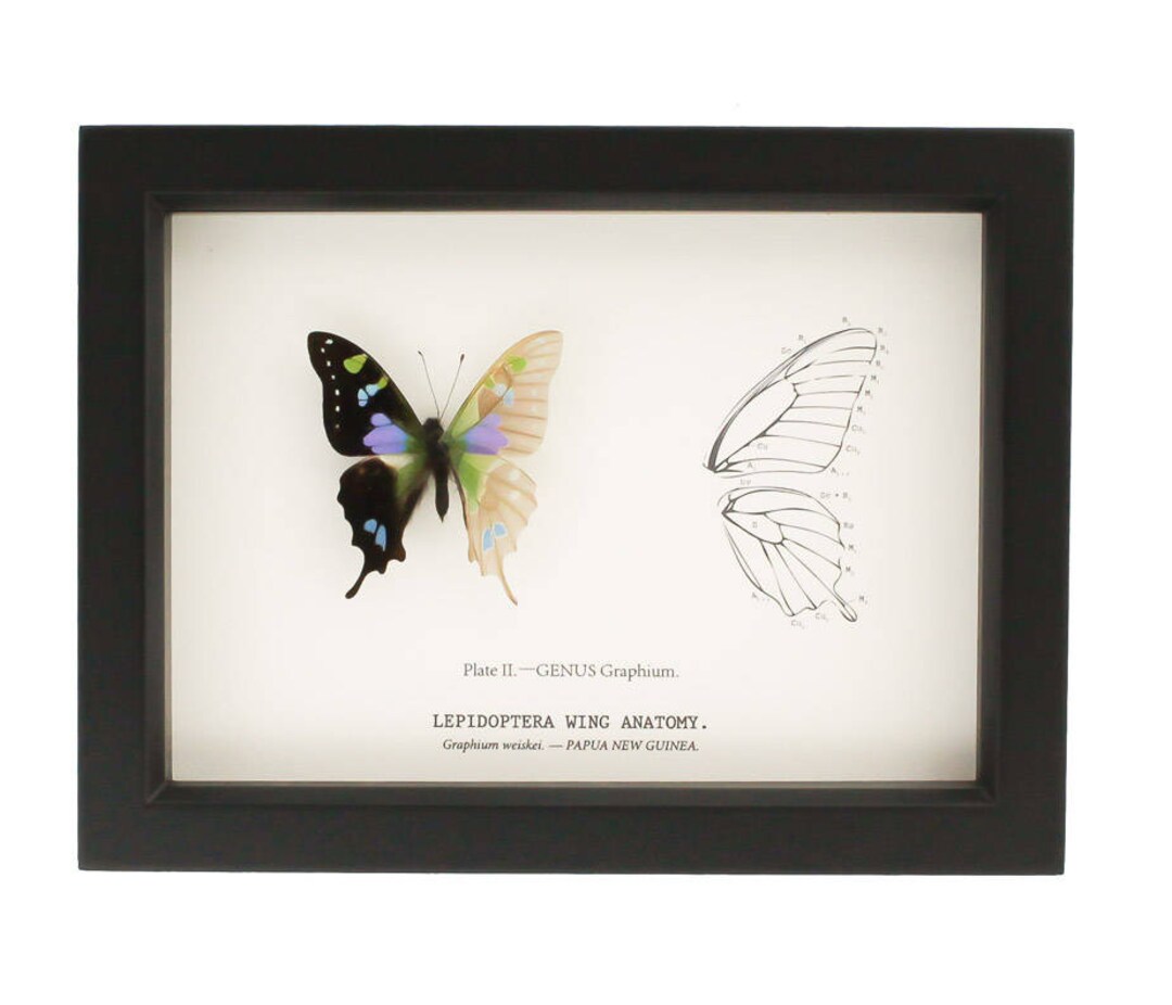Real Framed Butterfly Curiosity Skeleton Anatomy - Etsy