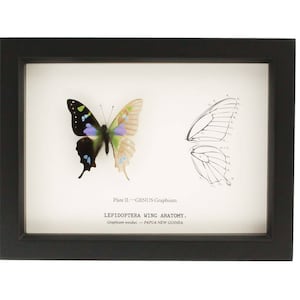 Real Framed Butterfly Curiosity Skeleton Anatomy