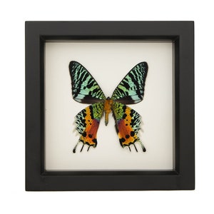 Framed Madagascan Sunset Moth No Antenna 6x6