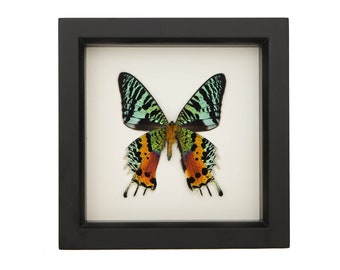 May include: A framed specimen of a Chrysiridia rhipheus moth, commonly known as a sunset moth, displayed in a square black frame. The wings feature vibrant iridescent green, black, and orange patterns with distinct tails on the lower wings.
