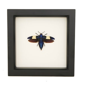 Real Framed Jewel Beetle Chrysochroa castelnaudi 6x6 206
