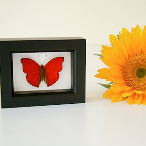 Real Red Framed Butterfly Valentine Gift Natural History