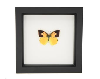 Exhibidor enmarcado con mariposa Dogface con protección UV, modelo Zerene Eurydice de 6x6 pulgadas.