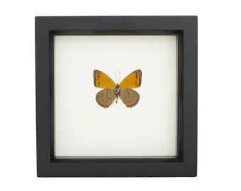 Framed Butterfly Meadow Wanderer Taxidermy Sallya Crenis pechuelli