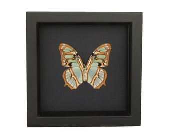 Framed Green Malachite Butterfly Black Background 6x6