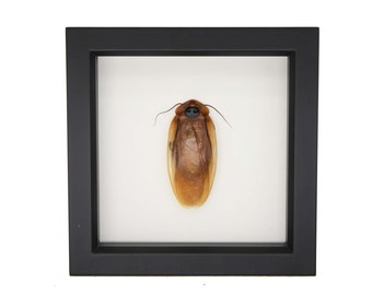 Real Framed Cockroach Blaberus giganteus 6x6