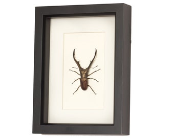 Giant Stag Beetle Archival Mat Insect Display