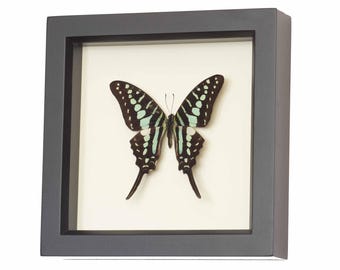 Framed Swordtail Butterfly UV Blocking Glass Insect Display 6x6