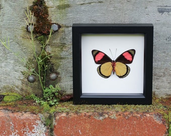 Framed Spring Butterfly Display Batesia hypochlora