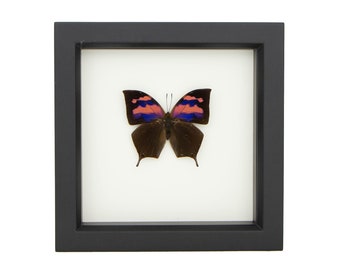 Framed Insect Art Supurb Leafwing 6x6 in butterfly shadowbox