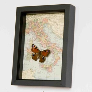Puede incluir: Un mapa vintage enmarcado de Italia con una mariposa marr&oacute;n y negra montada encima.