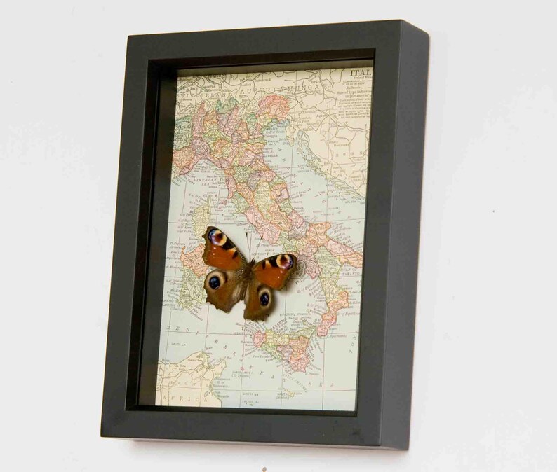 Puede incluir: Un mapa vintage enmarcado de Italia con una mariposa marr&oacute;n y negra montada encima.
