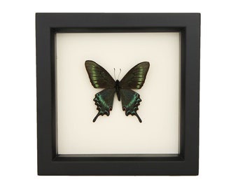 Framed Alpine Black Swallowtail PAPILIO MAACKII 6x6