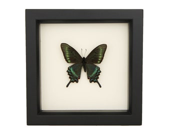 Framed Alpine Black Swallowtail PAPILIO MAACKII 6x6 UV Blocking Glass