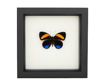 Real Butterfly Wall Art 88 Butterfly Display