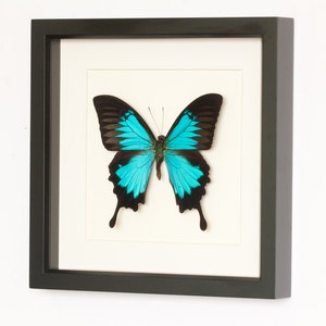 Blue Mountain Framed Butterfly Archival Museum Display 9x9 image 1