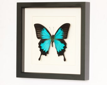 Blue Mountain Framed Butterfly Archival Museum Display 9x9