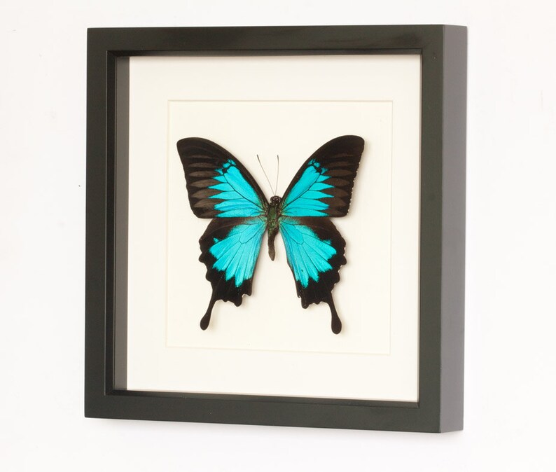 Blue Mountain Framed Butterfly Archival Museum Display 9x9 image 1