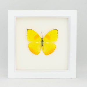 Real Butterfly Decor Framed display with Sulphur Insect