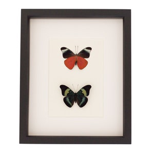 Framed Butterfly Set Red Flasher Mounted Insect Display 9x11