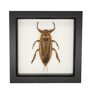 May include: A preserved giant water bug specimen displayed inside a square black frame with a white background. The insect is brown with a segmented body, six legs, and two prominent front pincers, positioned vertically in the center of the frame.