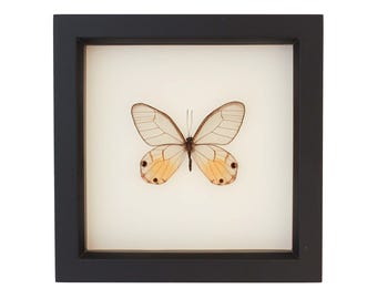 Mariposa de alas de cristal ámbar enmarcada, 6x6 pulgadas, con cristal que bloquea los rayos UV.