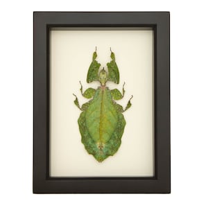 Real Insect Walking Leaf Artwork Phyllium Giganteum Specimen