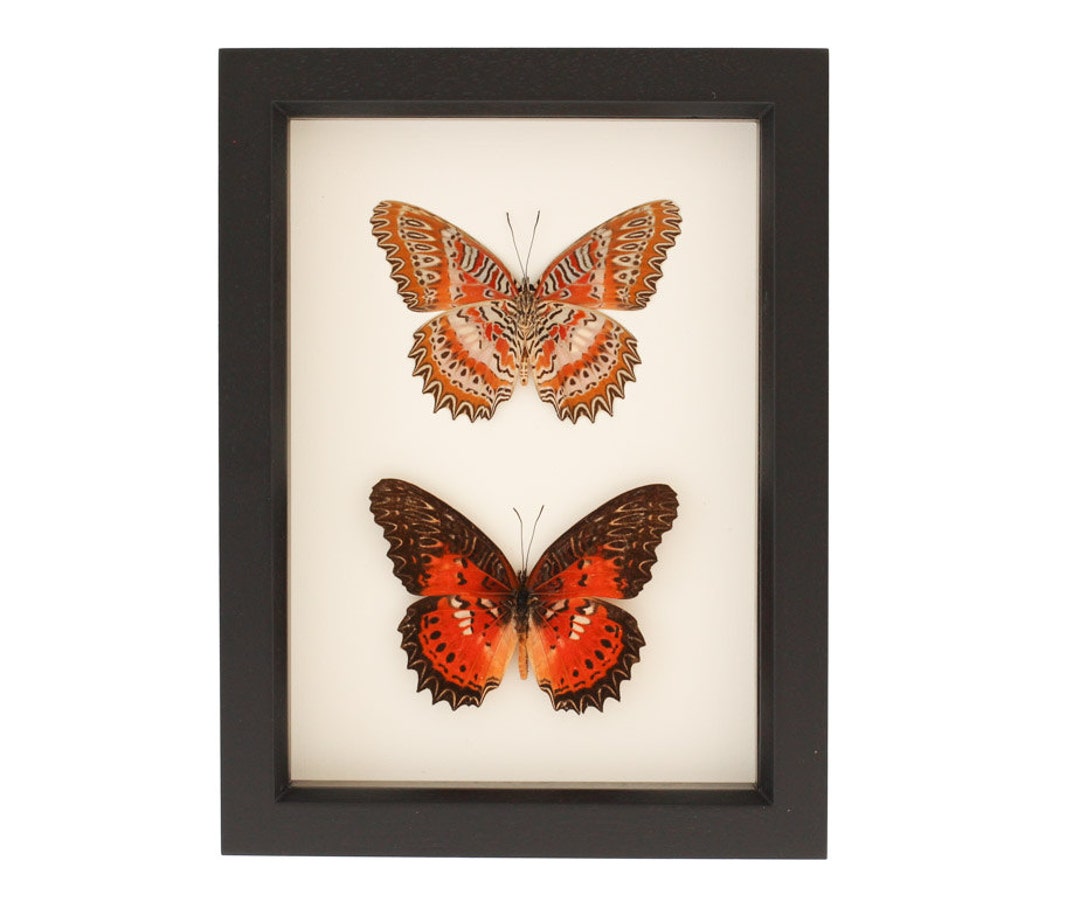 ドウセイカレシ　Butterfly Gloss Insect Collection Leopard Lacewing Butterfly Set F1541 - Etsy
