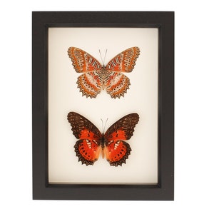 May include: Two framed butterflies, one with orange and white wings and the other with orange and black wings.