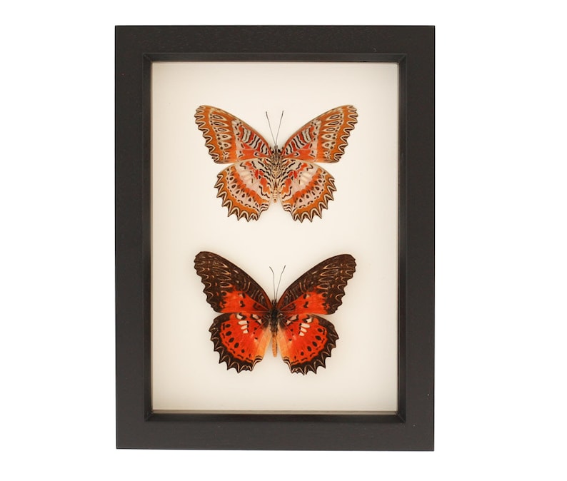 May include: Two framed butterflies, one with orange and white wings and the other with orange and black wings.