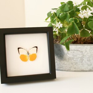 Natural History Museum Butterfly Display with the Orange Migrant image 5