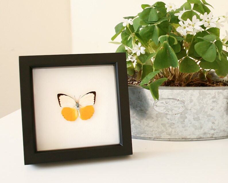 Natural History Museum Butterfly Display with the Orange Migrant image 5