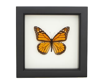 Real Framed Butterfly Monarch Butterfly Display 6x6