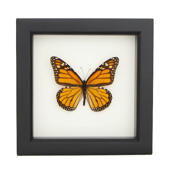 Real Framed Butterfly Monarch Butterfly Display 6x6