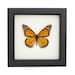 see more listings in the Framed BUTTERFLIES section