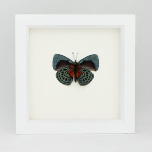 Framed Butterfly Callithea Optima Insect Display