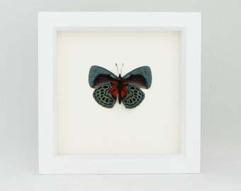 Framed Butterfly Callithea Optima Insect Display