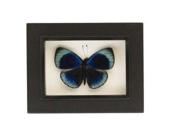 Framed Butterfly Art, Charles Darwin Insect Displayn 3.5x4.5
