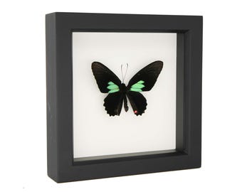 Parides sesostris enmarcado, 6x6 cm, cristal con protección UV.